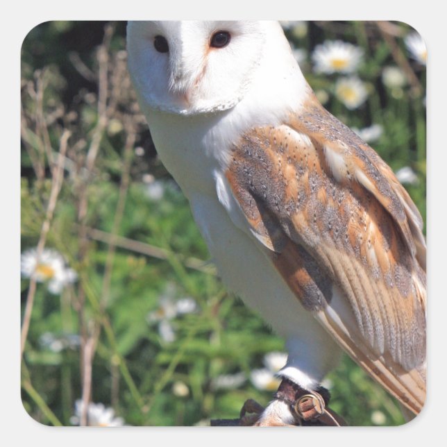 Sticker Carré Barn Owl (Devant)