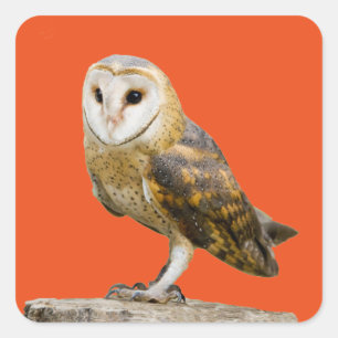 Sticker Carré Barn Owl