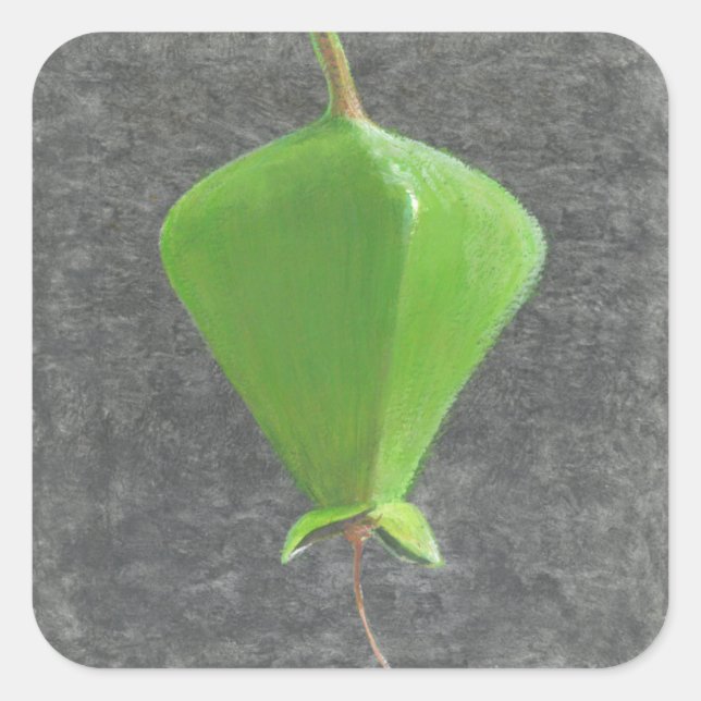 Sticker Carré Barringtonia Acutangula (Devant)