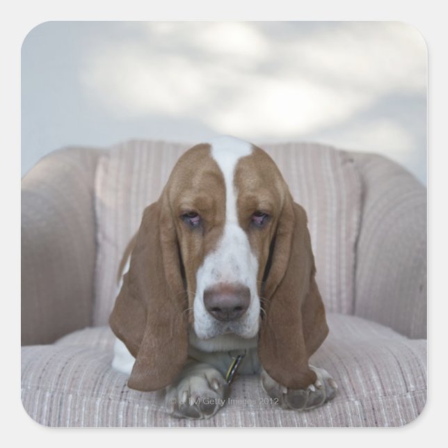 Sticker Carré Basset Hound (Devant)