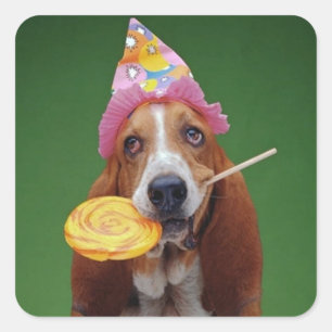 Sticker Carré Basset Hound Anniversaire Lollipop