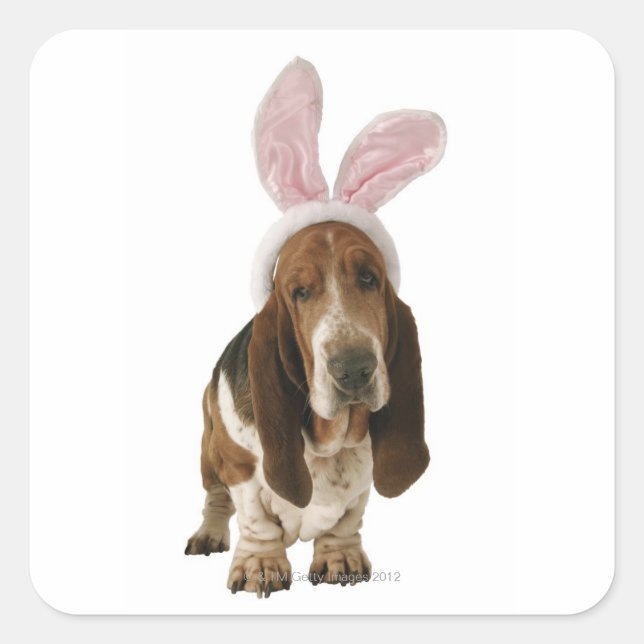 Sticker Carré Basset hound avec des oreilles de lapin (Devant)