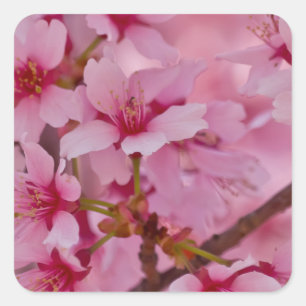 Sticker Carré Bathed in Pink Japanese Cherry