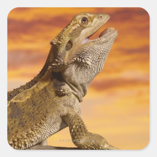 Sticker Carré Bearded dragon (Pogona Vitticeps) on rock (Devant)