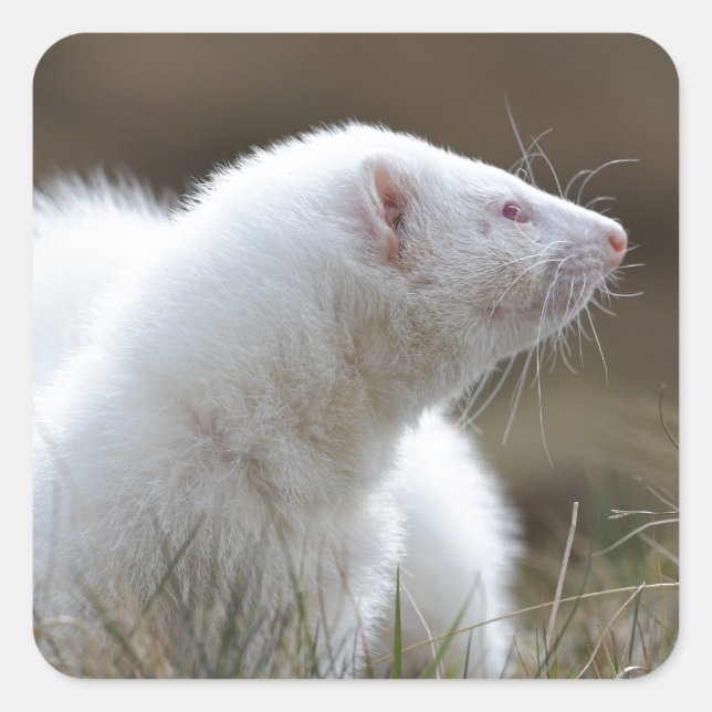 Sticker Carré Beau Albino Ferret (Devant)