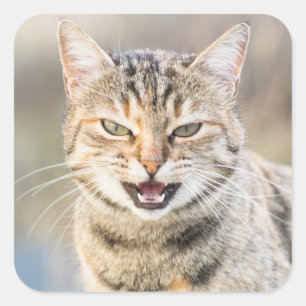 Sticker Carré Beau chat