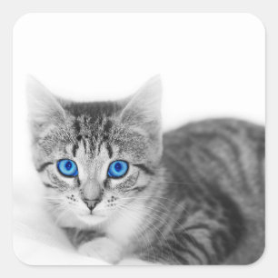 Sticker Carré Beau Chat aux yeux bleus