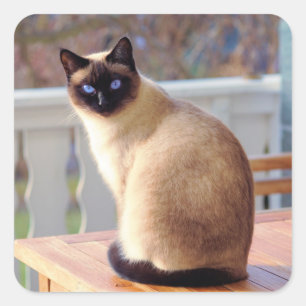 Sticker Carré Beau chat siamois aux yeux bleus