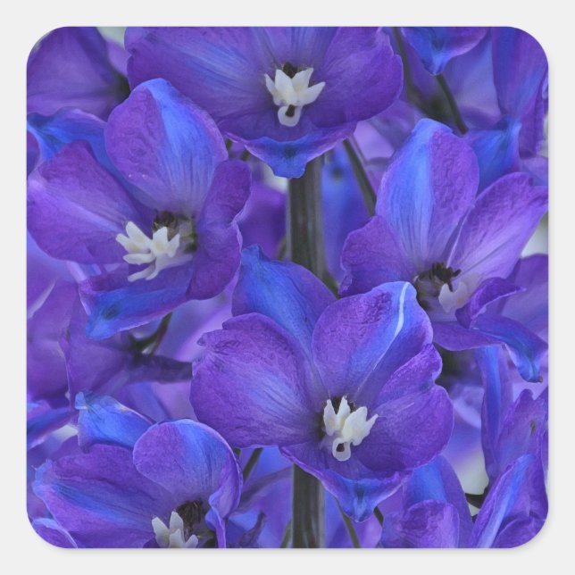 Sticker Carré Beau delphinium bleu (Devant)