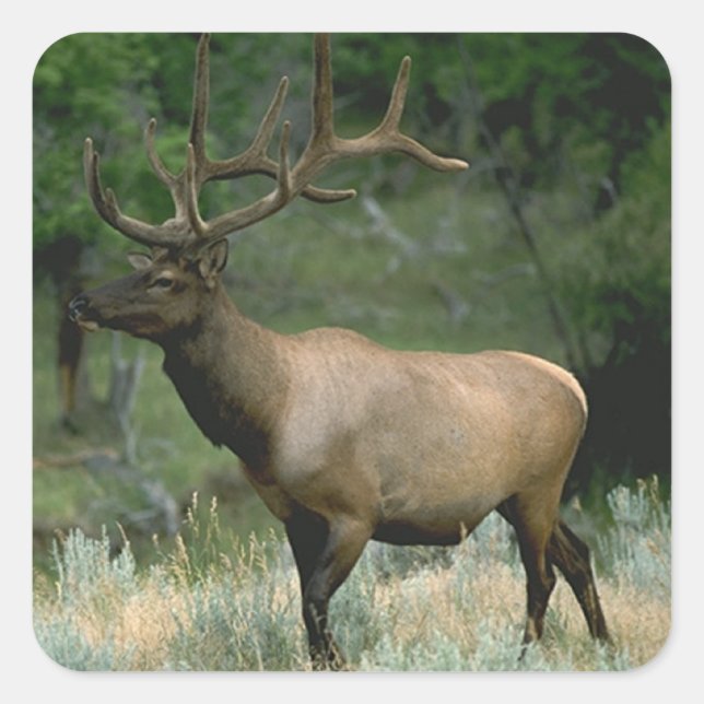 Sticker Carré Beau Elk (Devant)