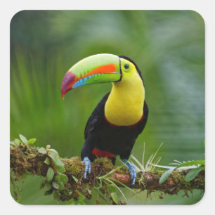 Sticker Carré Beau et coloré Oiseau tropical Toucan
