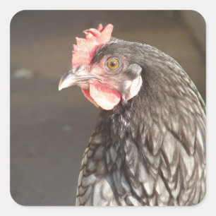 Sticker Carré Beau Hen Bleu