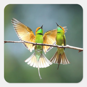 Sticker Carré Beau Motmot Bird sur Branche