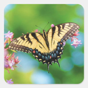 Sticker Carré Beau papillon Swallowtail sur de jolies fleurs