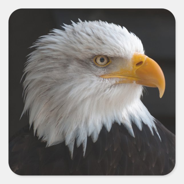 Sticker Carré Beau portrait d'aigle chauve (Devant)