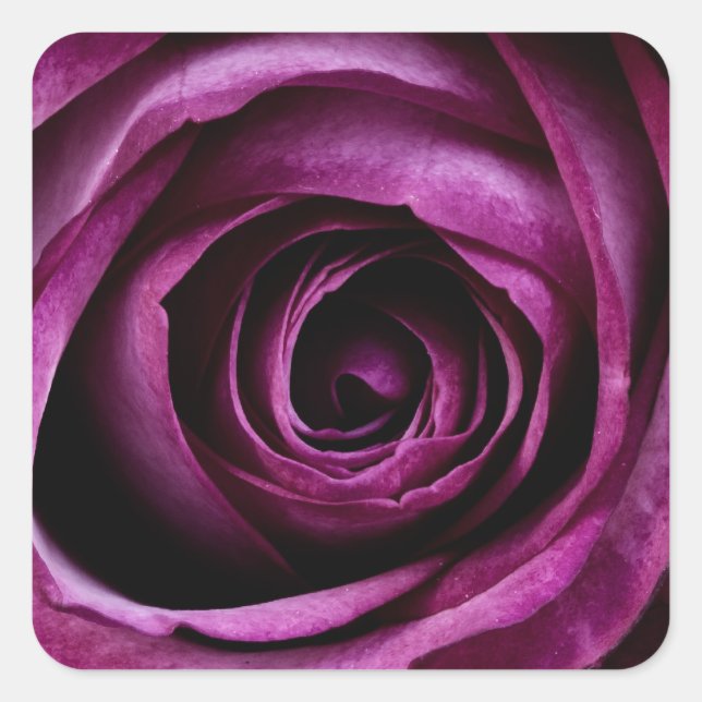 Sticker Carré Beau rose violet (Devant)