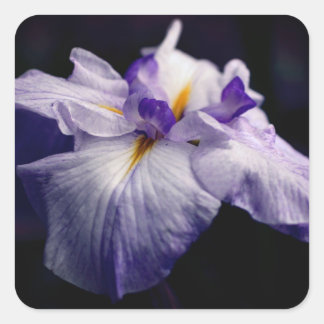 Sticker Carré Beauté de la fleur japonaise Iris