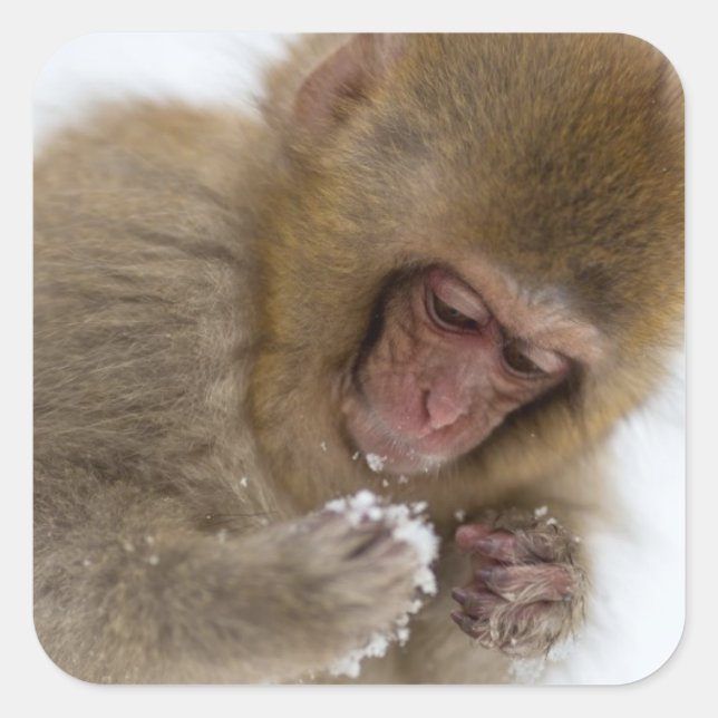 Sticker Carré Bébé Japonais Macaque | Singe des neiges (Devant)