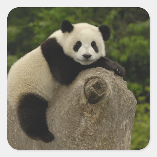 Sticker Carré Bébé panda géant (Devant)