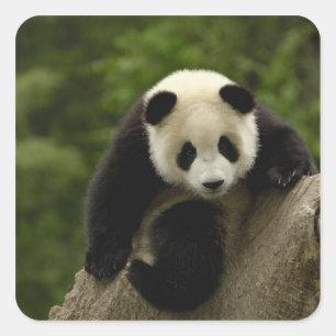 Sticker Carré Bébé panda géant