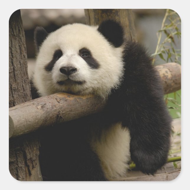 Sticker Carré Bébé panda géant (Ailuropoda melanoleuca) (Devant)