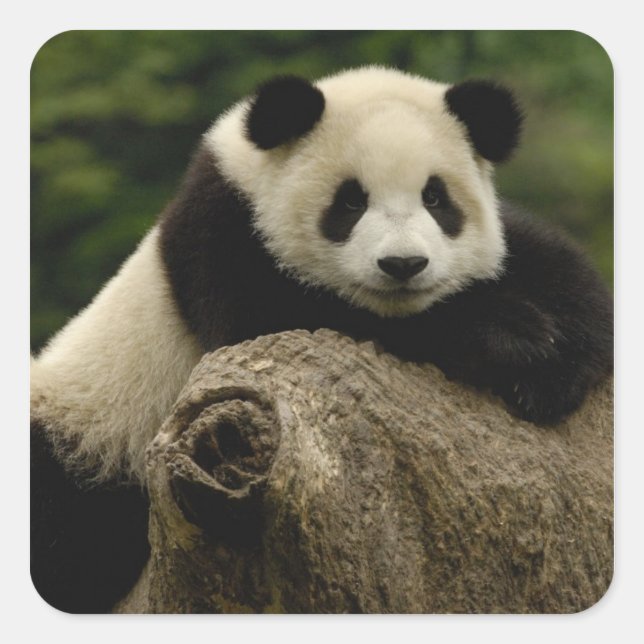 Sticker Carré Bébé panda géant Ailuropoda melanoleuca) (Devant)