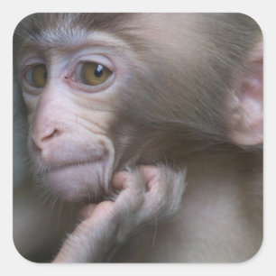 Sticker Carré Bébé singe