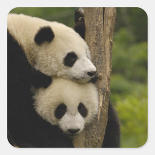Sticker Carré Bébés de panda géant Ailuropoda melanoleuca)