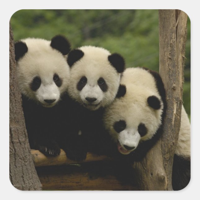 Sticker Carré Bébés de panda géant Ailuropoda melanoleuca) (Devant)