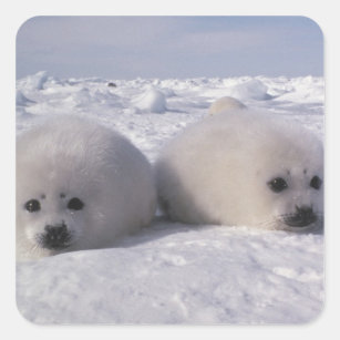 Cadeaux Bebe Phoque Blanc Zazzle Fr