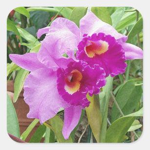 Sticker Carré Bécasseau d'orchidées pourpres de Cattleya
