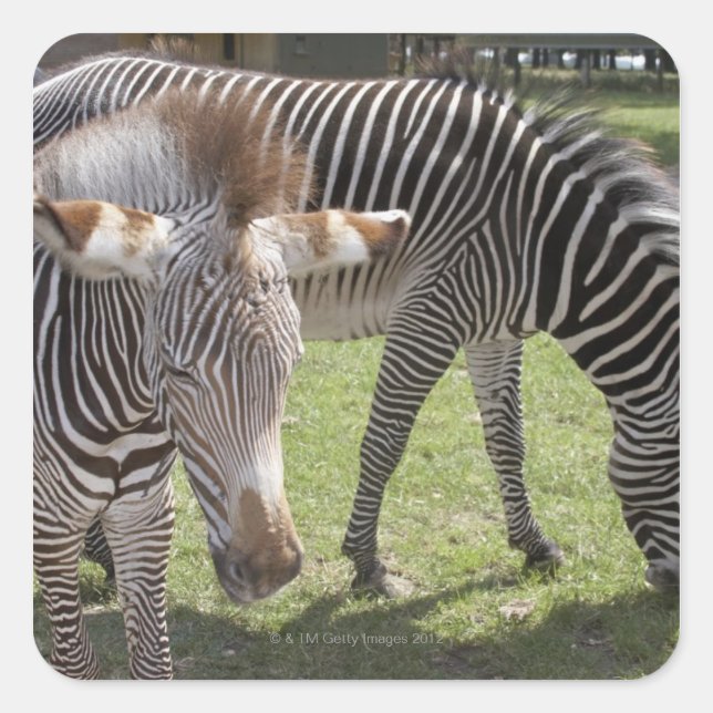 Sticker Carré Bedfordshire, Angleterre (Devant)