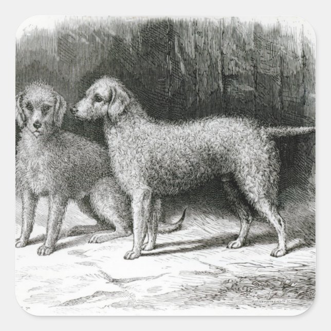 Sticker Carré Bedlington Terriers- M. F. Armstrong (Devant)
