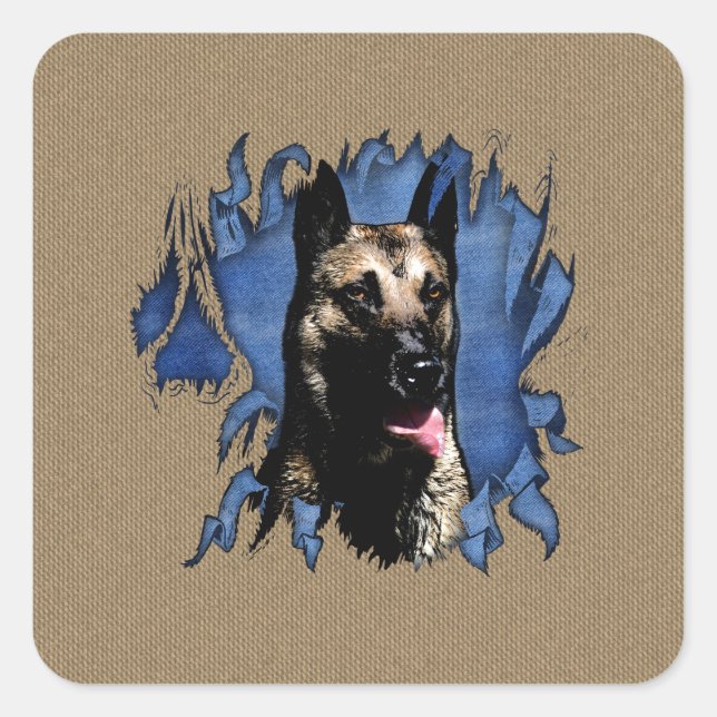 Sticker Carré Belgian shepherd (Devant)