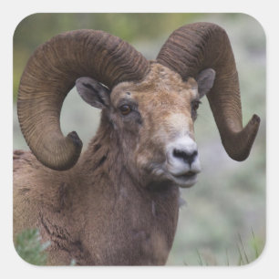 Sticker Carré Bélier de mouton bighorn des montagnes Rocheuses