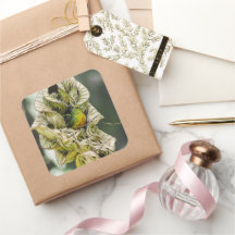 Bélize Olive Euphonia Bird Photographie