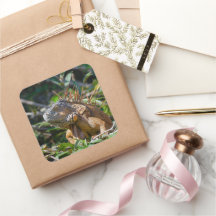 Belize Orange Iguana Lizard Photographie