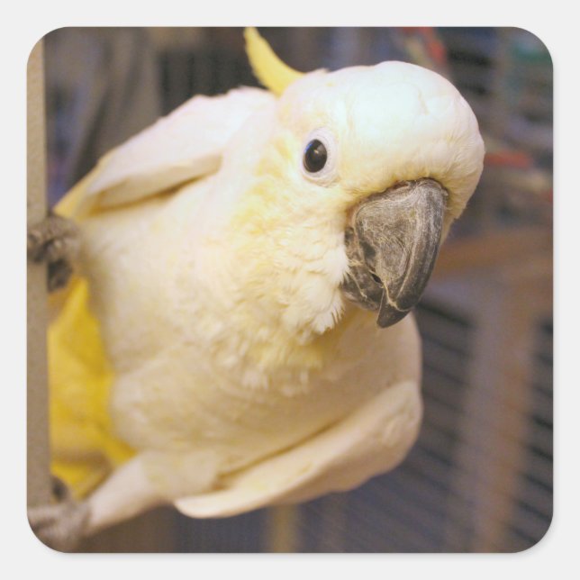 Sticker Carré Bella boy (Devant)