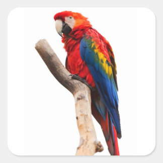 Sticker Carré Belle araignée colorée Macaw Parrot Bird