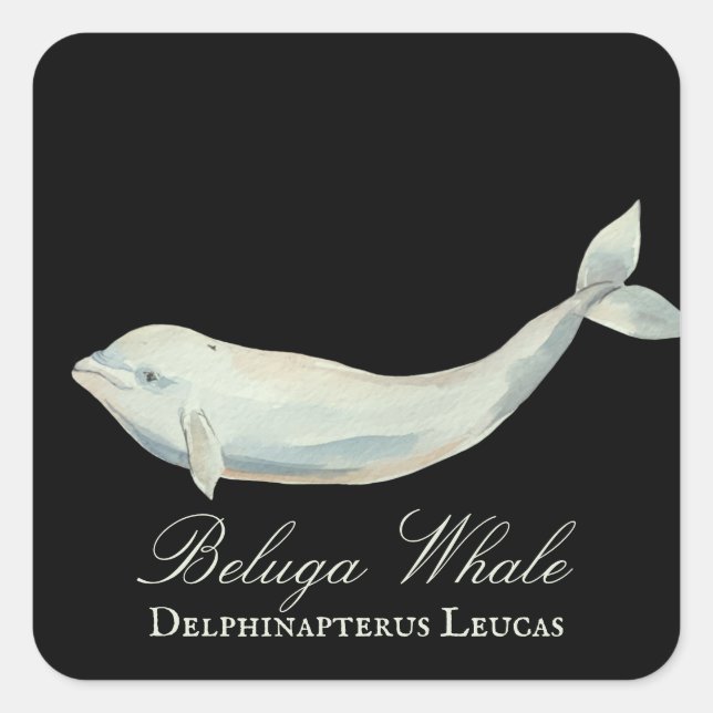 Sticker Carré Belle baleine de Beluga, Delphinapterus Leucas (Devant)