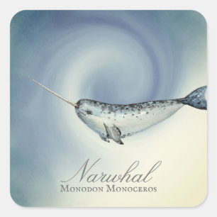 Sticker Carré Belle baleine Narwhal, Monodon Monoceros