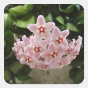 Sticker Carré Belle floraison de violet africain