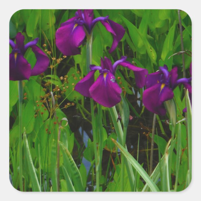 Sticker Carré Belle Iris Violet (Devant)