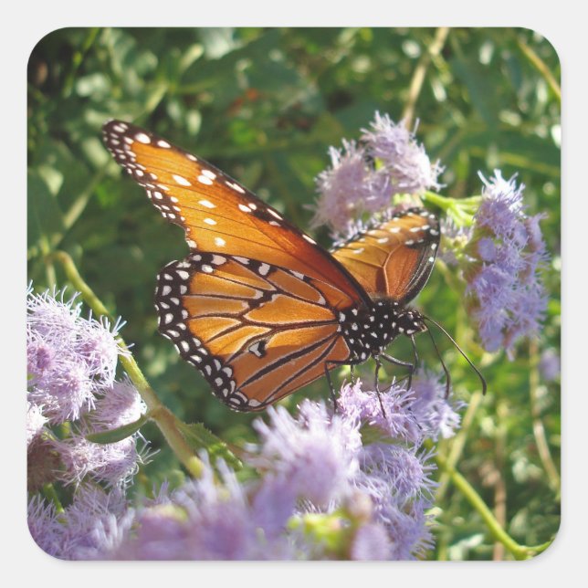 Sticker Carré Belle Orange Monarque Butterfly Flower Photo (Devant)