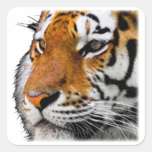 Sticker Carré Belle photo du visage du tigre du Bengale