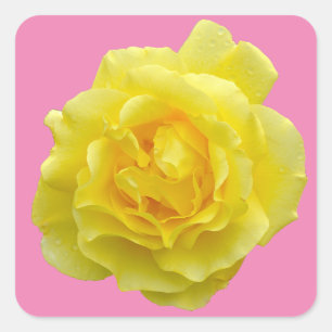 Sticker Carré Belle rose jaune