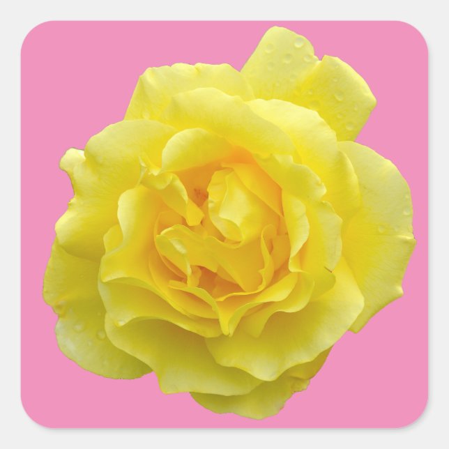Sticker Carré Belle rose jaune (Devant)