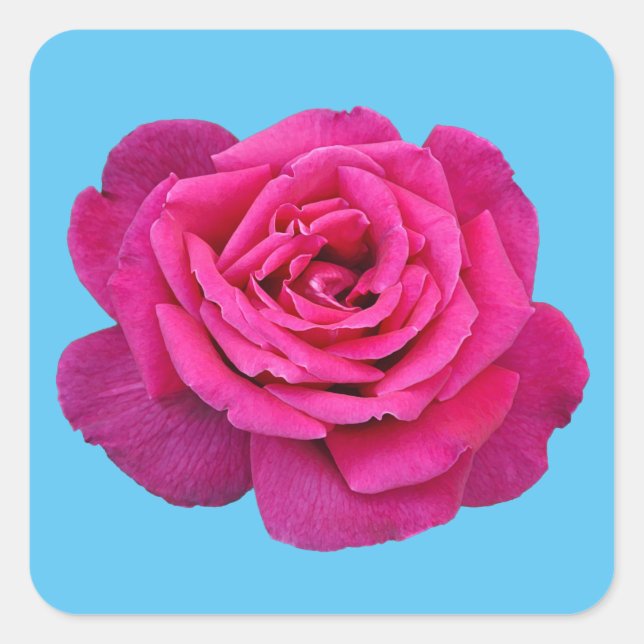 Sticker Carré Belle rose rose (Devant)