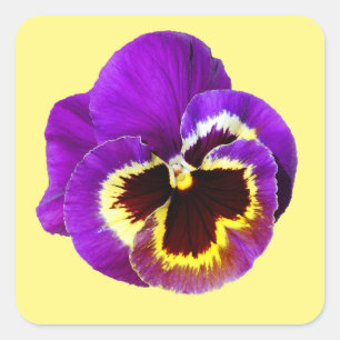 Sticker Carré Belle sansy violet
