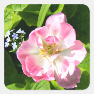 Sticker Carré Belle tulipe rose